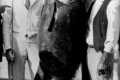 4 1920s Black Sea Bass unk Catalina
